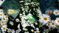 Photo Collage Pancake Recipe Blog Banner-6