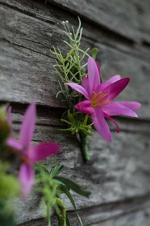 Flower crowns- Arisoul